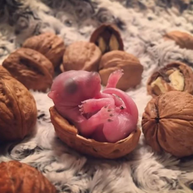 Palčica onog dana kad je spašena
