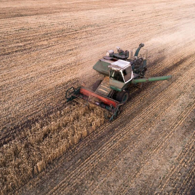 Ilustracija. žetva u Ukrajini
