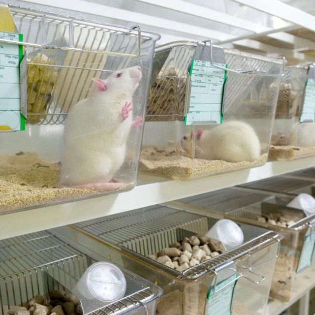 Štakori u laboratorijima