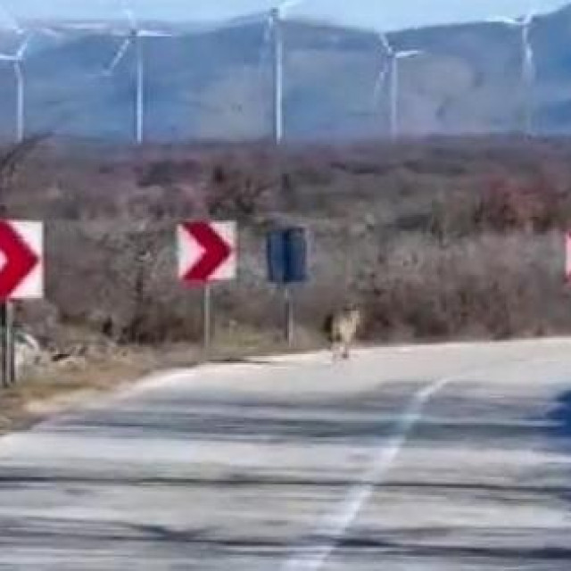 Vuk u zaleđu Šibenika
