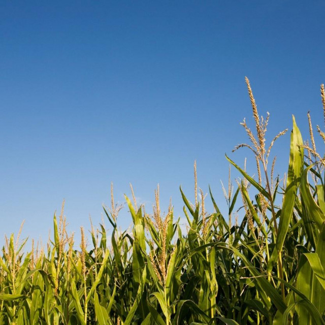 Planiraju interventnu nabavu kukuruza iz Argentine i SAD-a za proizvodnju stočne hrane./Ilustracija
