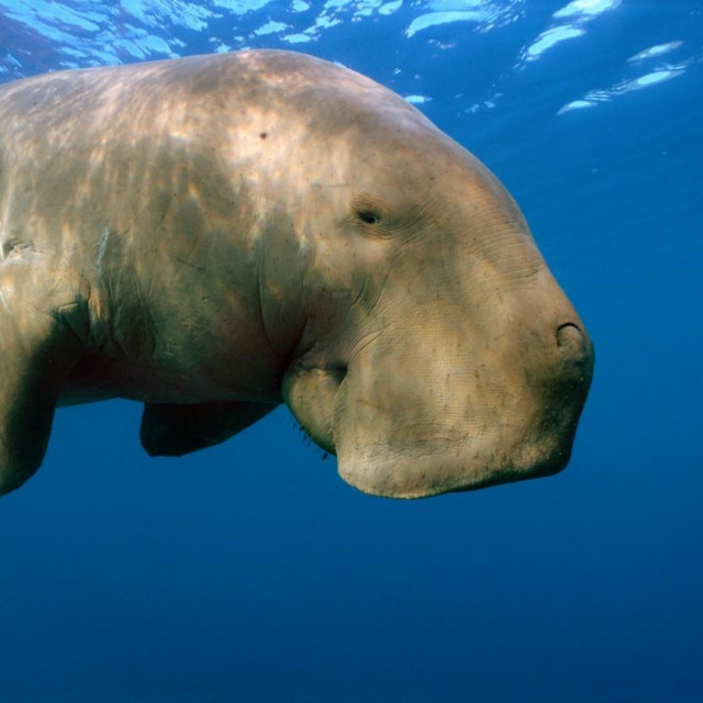 Dugong 