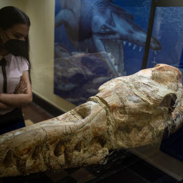 Pronađeni ostaci nevjerojatne životinje

 

 
