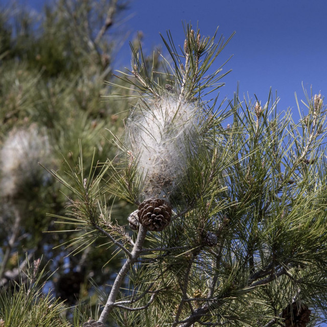 Gusjenice borovog prelca 
 
