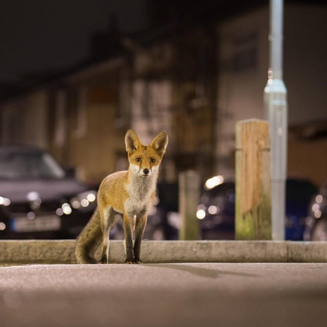 Mnogi se još uvijek boje lisica kao prenosnika bjesnoće
