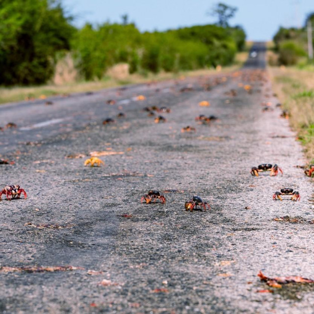 Rakovi prelaze cestu 
