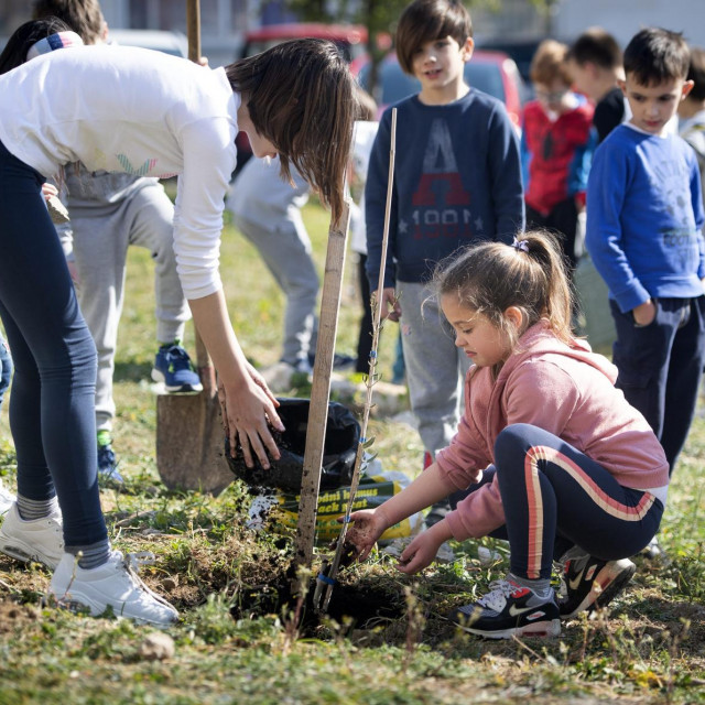 Prvašići sade maslinu