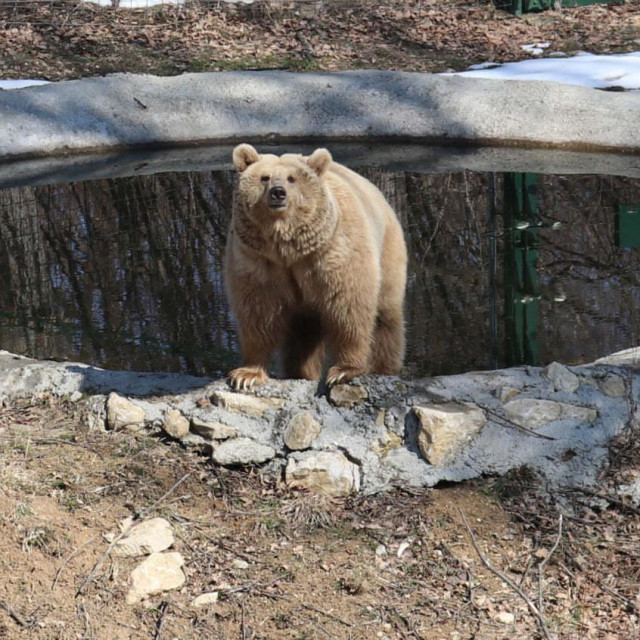Medvjedica Maša u utočištu, gdje je konačno bila sretna