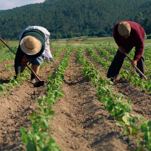 Farmeri u španjolskoj Andaluziji
