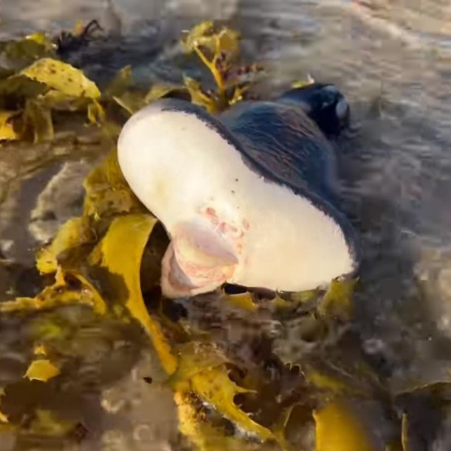 Hypnos monopterygius