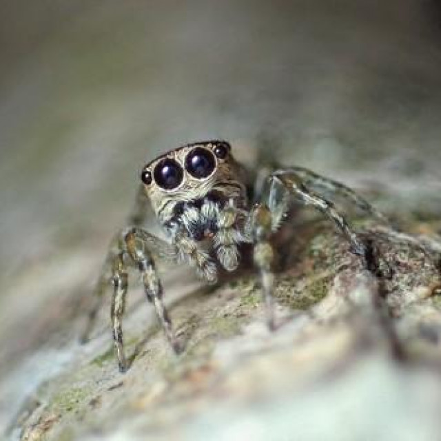 Pauk vrste ”Guriurius Minuano”.