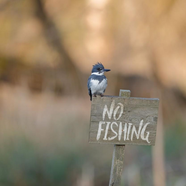 Prizor snimljen u SAD-u govori da su ptice nekad prilično buntovne - riječ je o vrsti ptice koja se hrani ribama

 

 