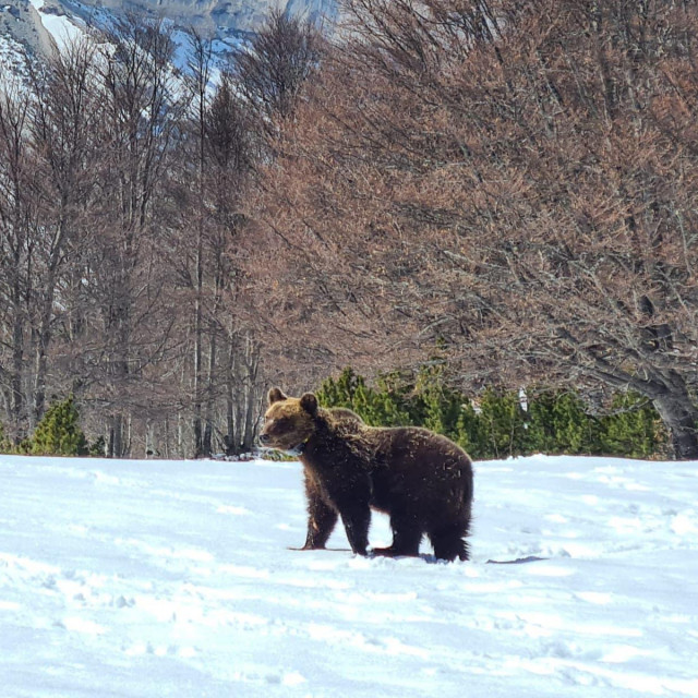Juan Carrito u divljini