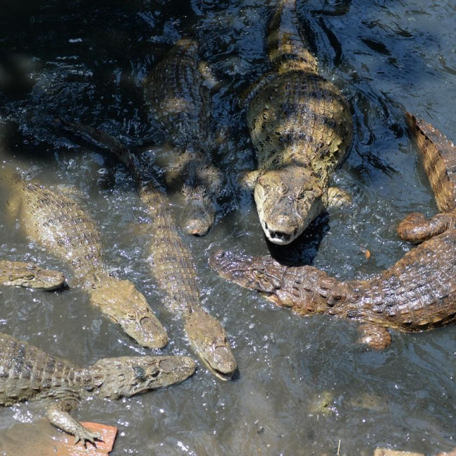 Kajmani u kanalima Rio de Janeira
