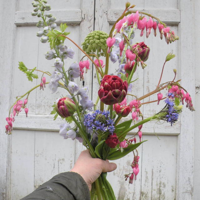 Dicentra spectabilis