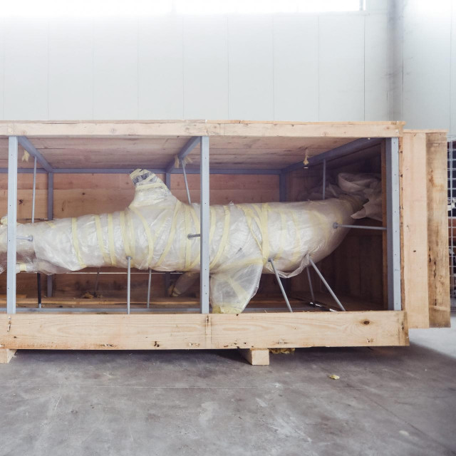 Carcharodon carcharias; velika bijela psina