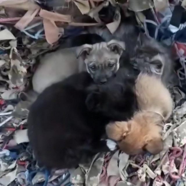 Štenci Ukrajina
TikTok