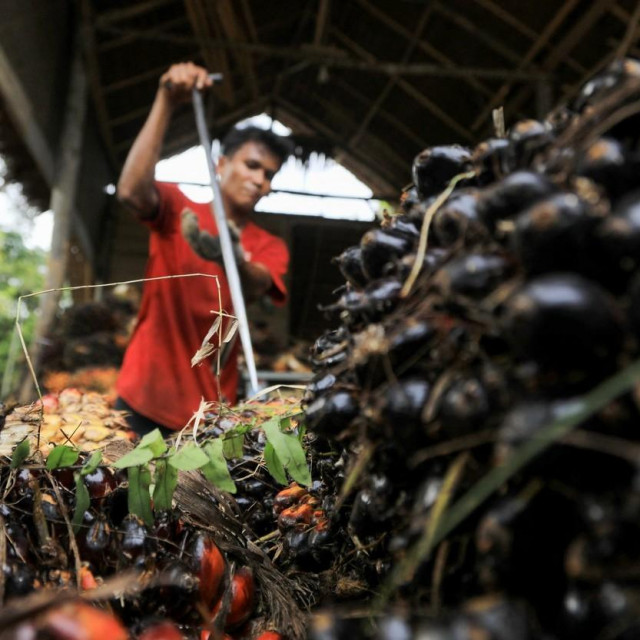 Proizvodnja palminog ulja u Indoneziji