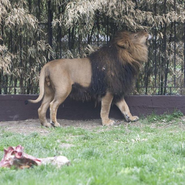 Lav u osječkom ZOO vrtu, arhivska fotografija