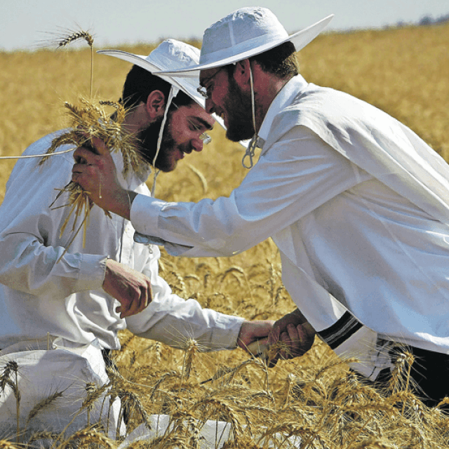 Prizori iz Kibuca Yizre'el i naš novinar Predrag Žukina