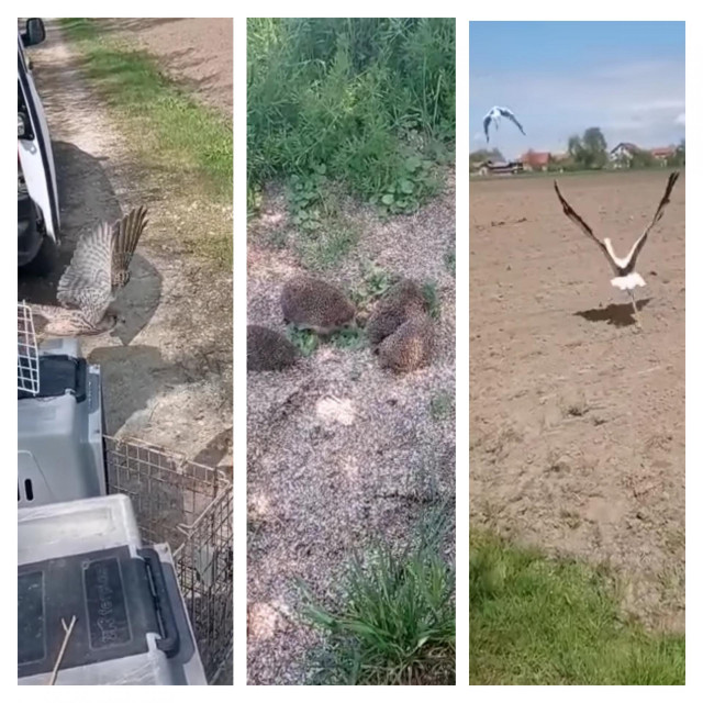 Puštanje životinja 