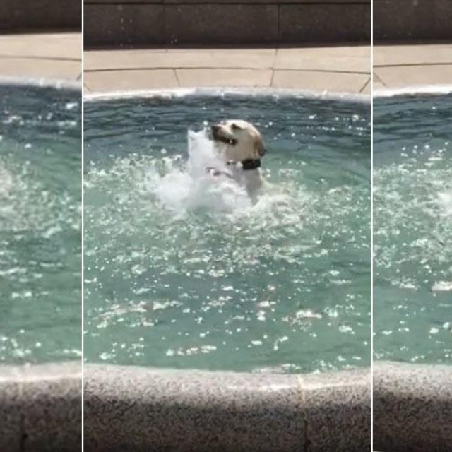 Pas se kupa u Manduševcu