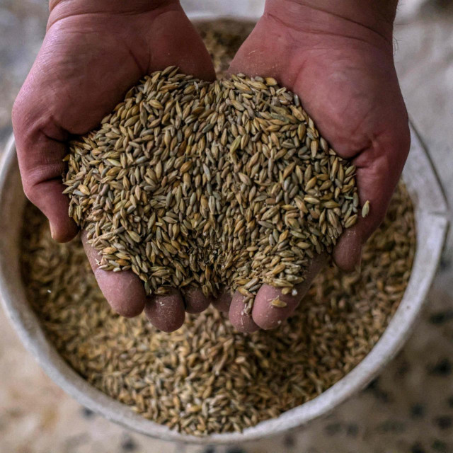 A Palestinian worker holds wheat grains at traditional a wheat mill, in Rafah, in the southern Gaza Strip, on March 21, 2022. - Russia's invasion of Ukraine could mean less bread on the table for many countries in the Arab world where millions already struggling to survive. The region is heavily dependent on wheat supplies from the two countries which are now at war, and any shortages of the staple food have the potential to bring unrest. (Photo by SAID KHATIB/AFP)