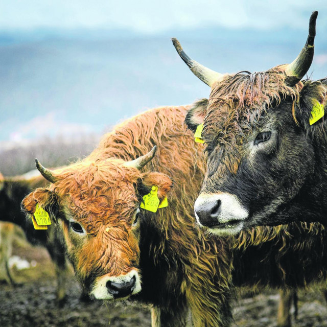 Ilustracija, farma krava 