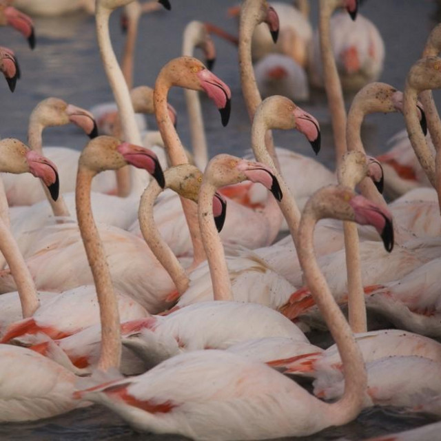 ilustrativna fotografija