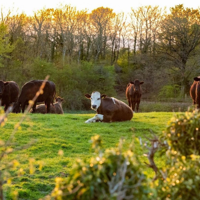 Stado goveda, Ilustrativna fotografija