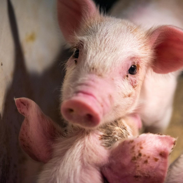 Svinja, Ilustrativna fotografija