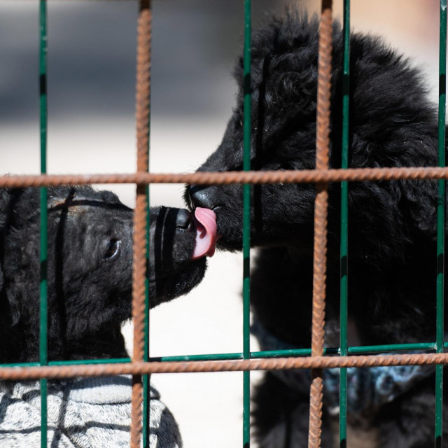 Prizor iz azila u Zadru