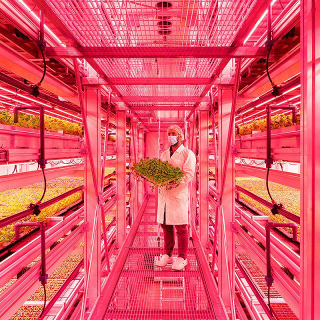 Francesco Rucci i Francesco Marinelli, Future Food