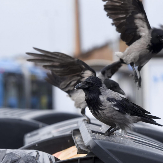 ilustrativna fotografija vrane