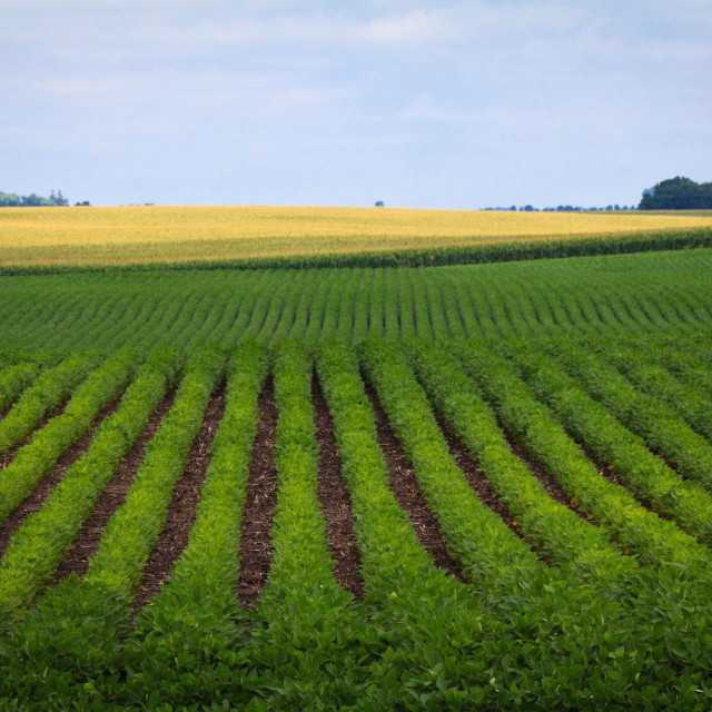 Američka farma u Minnesoti, ilustracija