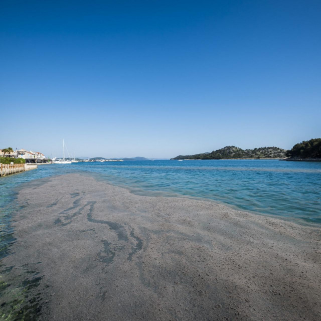 Uginule mušice na površini mora u Tribunju