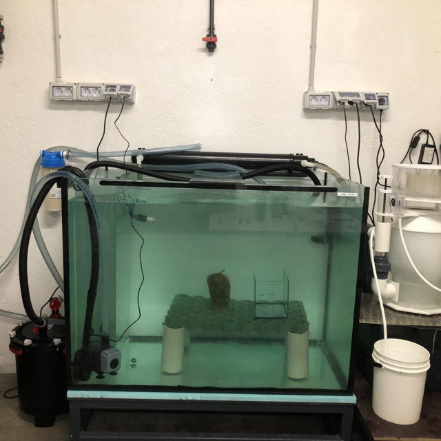 Rovinjka u svom oporavilištu