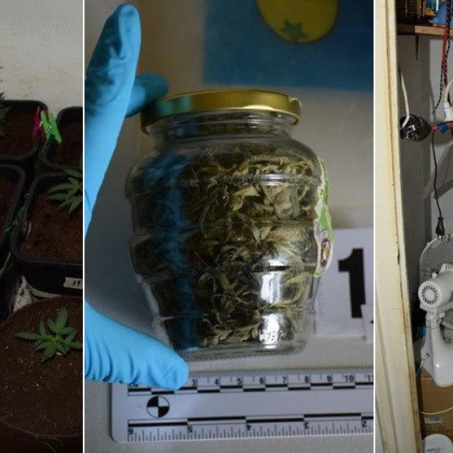 Neovlašteni uzgoj marihuane u stanu na Borongaju