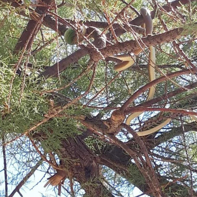 Zmijurina na tamarisu zgrozila bi mnoge, ali Rina Dubravec brzo se snašla