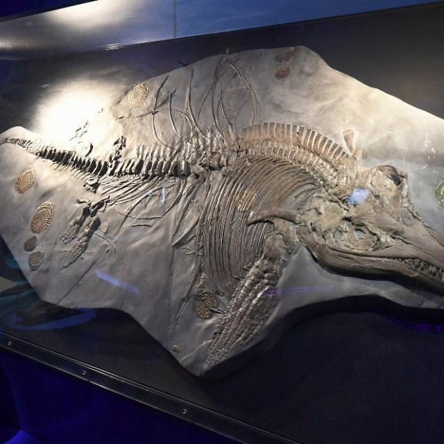 Fosil ihtiosaura.