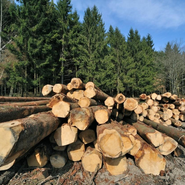 Ilustracija, posječena stabla