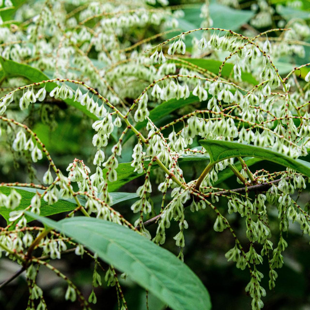 Rejnutrija je jedna od invazivnih stranih vrsta na koje će se Bioblitz fokusirati