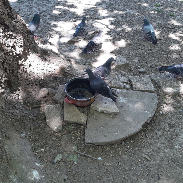 Ptice oko prazne posude