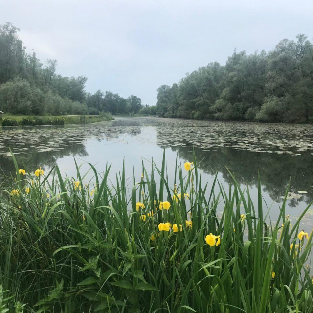 Naša regija bogata je bioraznolikošću - na slici rijeka Mura