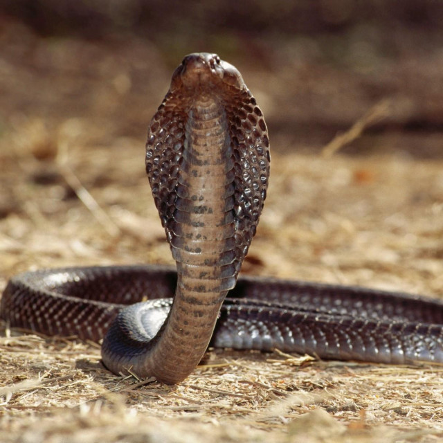 Ilustracija, indijska kobra