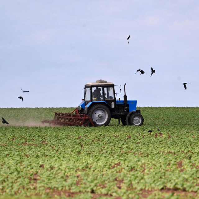 Farma suncokreta kod Odese