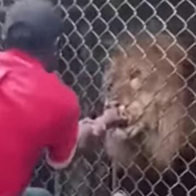 Lav čuvaru odgrizao prst