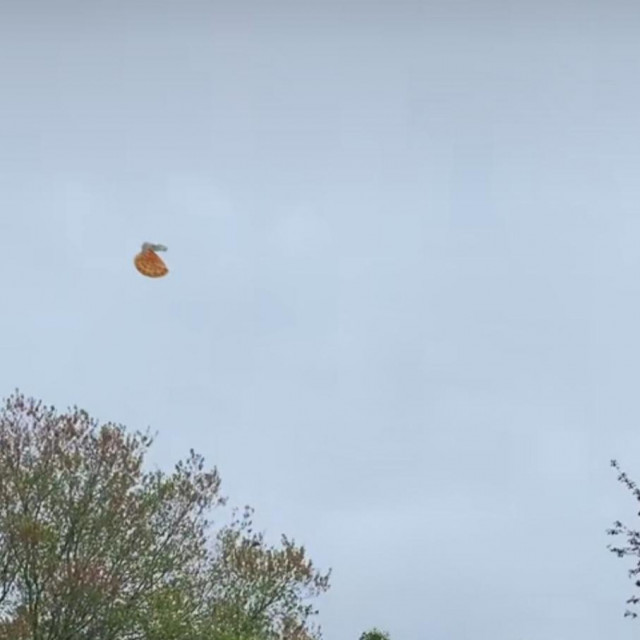 Galeb i njegov plijen