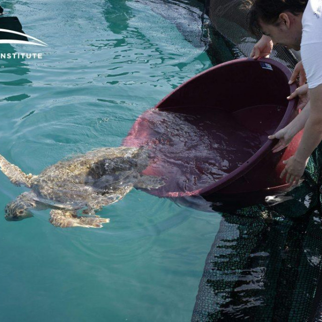 Puštanje kornjače Malin