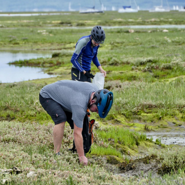 Biljka motar otporna je na sol i popularna je u Velikoj britaniji